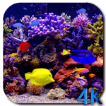 Aquarium_4K