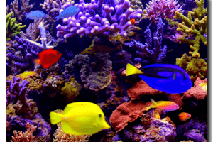 Aquarium_4K