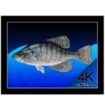 Aquarium 4k live wallpaper icon