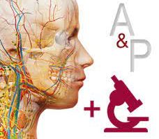 Visible Body Anatomy & Physiology