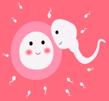 Ovulation Calculator